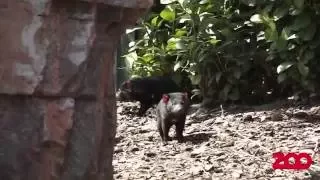 Djævleunger udforsker anlæg | Copenhagen Zoo