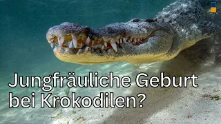 Schwanger ohne S*x: Es geht auch ohne Männer - erstmals bei Krokodilen entdeckt - Jungfernzeugung