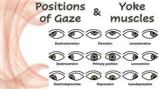 Positions of Gaze & Yolk Muscles | Extraocular movements