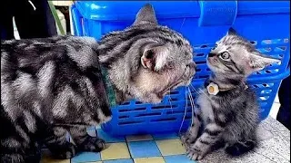 Funny Cats Will Make You Laugh #159  - Funny Cat Videos