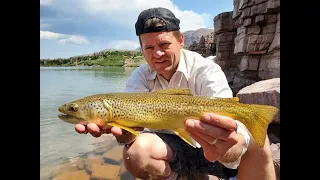 Hiking to Red Castle in high uintas - large tiger trout.