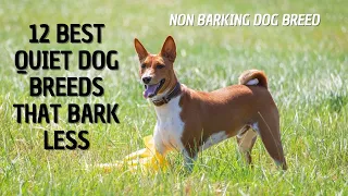 12 Best Quiet Dog Breeds That Bark Less | Non Barking Dog Breed