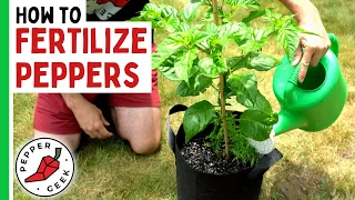 How To Fertilize Peppers (Complete Guide) - Pepper Geek