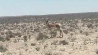 berrendo en el desierto valle de vizcaíno.