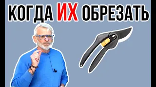 Когда лучше обрезать деревья / Осенняя или весенняя обрезка / Игорь Билевич