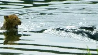 Lioness Reacts To A Crocodile Taking Her Cub - Latest Sightings