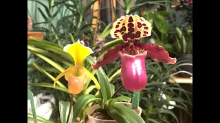 Paphiopedilum helenae & henryanum. Hаращивание корней у башмачков.