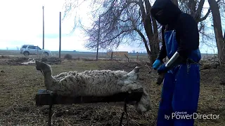 On the farm Slaughter of a Sheep