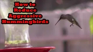 Bully Hummingbirds! How to Reduce Aggression and Aggressive Males