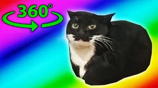 Maxwell The Cat Finding Challenge but It's 360 degree video #6