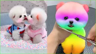 Tik Tok Chó Phốc Sóc Mini 😍 Funny and Cute Pomeranian #221
