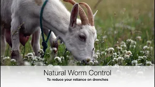 Natural Parasite Control for livestock | Sez the Vet
