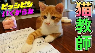 [茶トラ子猫]ニャンコ先生？！子供に勉強を教えてくださる子猫…笑（保護猫）