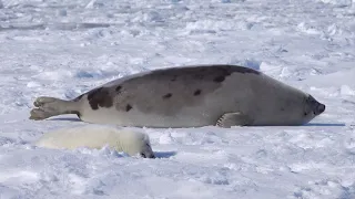 アザラシの赤ちゃんです。僕は寝ぼけながら雪を食べていますが、ちっともお腹いっぱいになりません。お母さんはどうして大きくなれたのだろう？