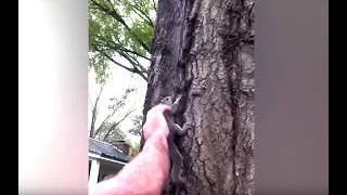 Ozzy Man Reviews: Squirrel Rescue [Gone Wrong]