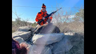 Premiers sanglier avec la benelli argo endurance en 30/06