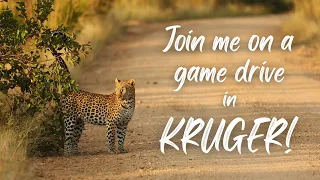 Join me on a GAME DRIVE in the Kruger National Park! | Virtual Safari from Orpen to Pretoriuskop