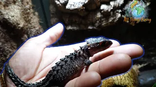 Day (880) Our Baby Crocodile Skinks are Full Grown Now