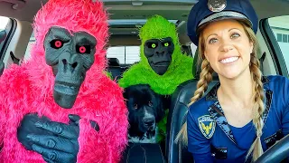 Police Surprises Funny Gorillas with Car Ride Chase!