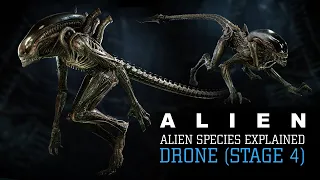 The Drone Xenomorph (Runner and Stalker) Stage 4 XX121 - Alien Species Explained