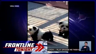 Mga aso sa zoo na kinulayan para magmukhang panda, binatikos | Frontline Tonight