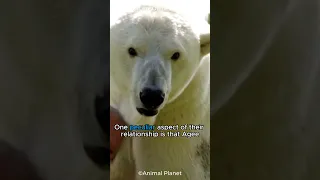 This Man Owns The World's Only Pet Polar Bear!  #shorts