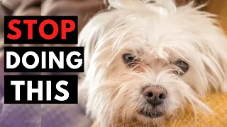 10 Ways You Are Hurting Your Maltese Dog Without Even Knowing It