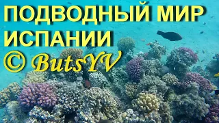 Подводный мир в Бланесе (Испания). Underwater world in Blanes (Spain)