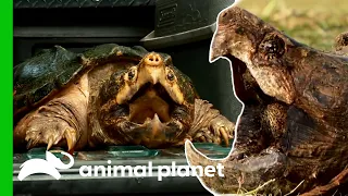Take A Closer Look At These Feisty Alligator Snapping Turtles! | Animal Planet