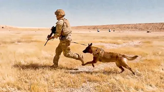 U.S. Soldiers Live-fire Exercise with Dog | US  Military Working Dog