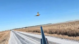 South Dakota Pheasant Hunting 01-01-2024