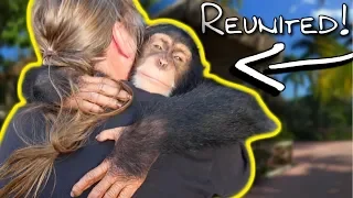 CHIMPANZEE REMEMBERS ME AFTER AN ENTIRE YEAR??? | BRIAN BARCZYK