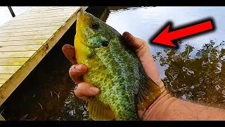 Catch more Panfish fishing this fishing bait !!!