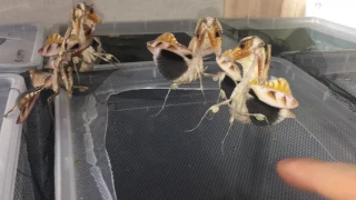 Angry Dead leaf Mantis Group