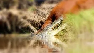 CROCODILE ATTACK - Croc eating a cow - KING RIVER