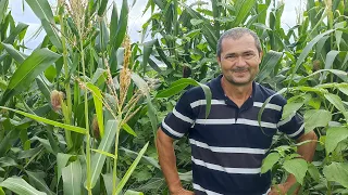 Temos milho 🌽 no nosso roçado/a felicidade de Celino com tanta fartura.