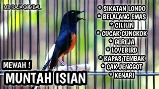 MASTERAN MURAI BATU FULL ISIAN TEMBAKAN MEWAH SIKATAN LONDO CILILIN BELALANG RAJA CUNGKOK GEREJA