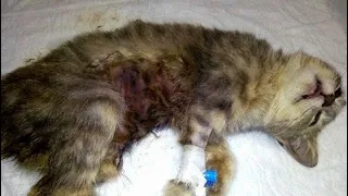 «Усыпите, на лечение нет денег!» Раненую кошку принесли на эвтаназию, но в дело вмешались волонтёры!