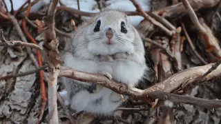 クリクリ目のエゾモモンガ、巣穴からひょっこり　北海道