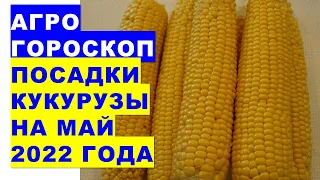 Агрогороскоп посадки сахарной кукурузы на май 2022 года