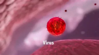 Como os Vírus se Reproduzem?