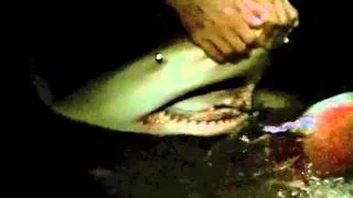 Fat Mamma Bull Shark on a Florida Beach