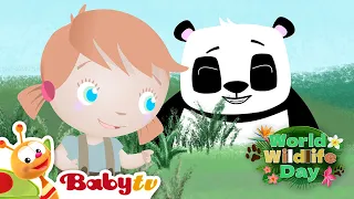 Animales salvajes para niños 🐼 🦁 | Jirafa, panda y león| Día Mundial de la Fauna Silvestre @BabyTVSP