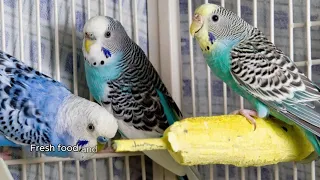 Unlocking the World of Budgerigar Birds: A Complete Guide