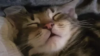 Maine Coon kitten sleeping with his mouth open