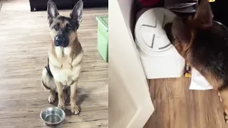 German Shepherd Tells his Owner that he's Hungry