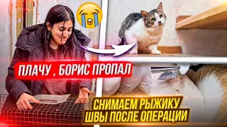 ПРОПАЛ БОРИС😱 Неделю его нет🥺 Снимают швы Рыжику после операции.Гуляем с собаками в лесу.