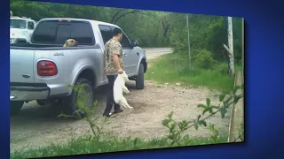 Warning: Surveillance video captures man accused of killing 2 puppies, Dallas police say