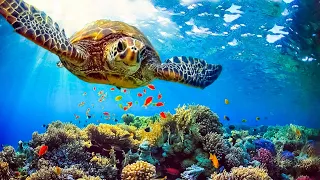 3 HRS of 4K Turtle Paradise   Undersea Nature Relaxation Film + Piano Music by Healing Soul #2