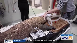 Wild Inside: Taking Slim the Komodo dragon to the vet